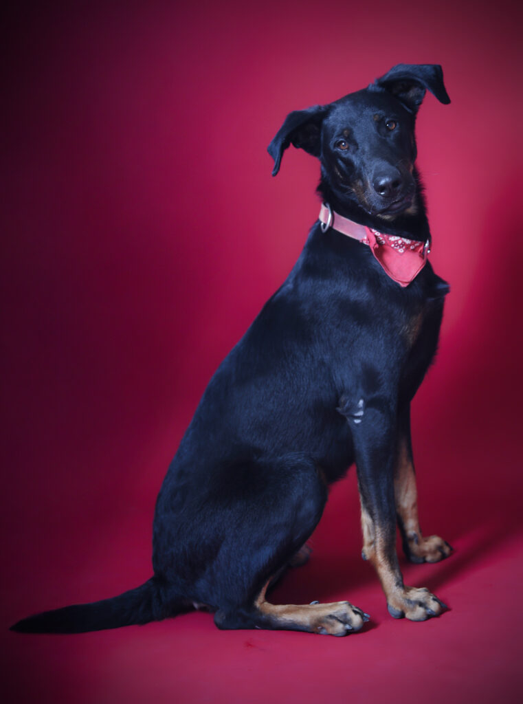 shooting chien en studio photo en ardeche drome