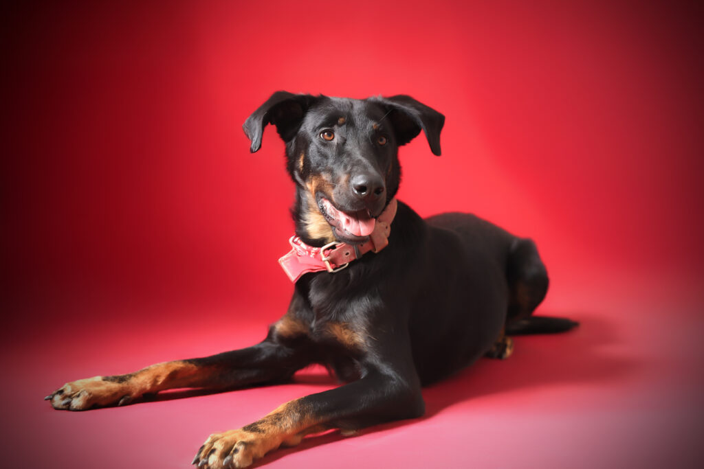 shooting chien en studio photo en ardeche drome